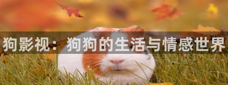 老濕影城：狗影視：狗狗的生活與情感世界